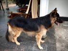 Male German Shepherd for Crossing