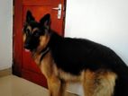 Male German Shepherd for Crossing