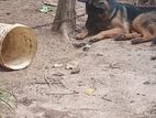 Male German Shepherd