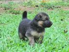 Male German Shepherd Puppy