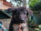 Male German Shepherd Puppy