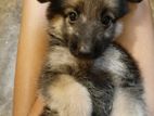 Male German Shepherd Puppy