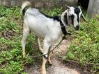Farm Goat
