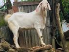 Male Goat