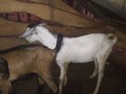 Male Goats