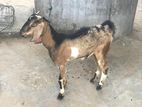 Male Goat