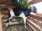 Male Goat