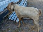 Male Goat