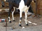 Male Goat