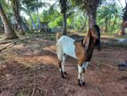 Male Goat