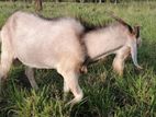 Male goat for sale