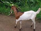 Male Goat