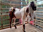 Jamunapari Male Goat