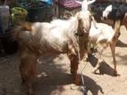 Male Goat