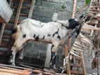 Male Goat