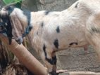 Male Goat