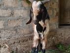 Male Goat