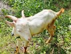 Male Goat