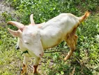 Male Goat
