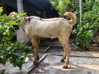 Male Goat