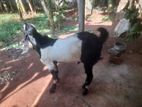 Male Goat