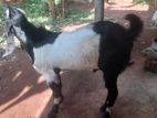 Male Goat