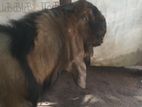 Male Goat