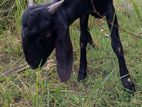 Male Goat