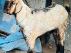 Male Goat