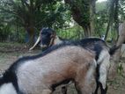 Male Goat