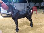 Male Goat