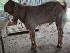 Male Goat