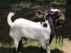 Male Goat