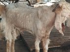 Male Goat