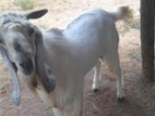 Male Goat
