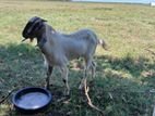 Male Goat