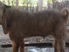 Male Goat