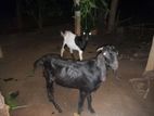 Male Goat