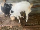 Male Goat
