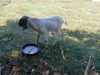 male goat