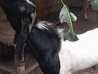Male Goat
