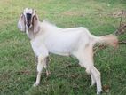 Male Goat