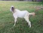 Male Goats