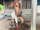 Male Goat