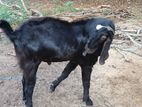 Male Goat