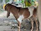 Male Goat
