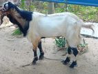 Male Goat