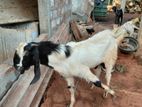 male goat
