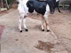 Male goat