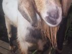 Male goat